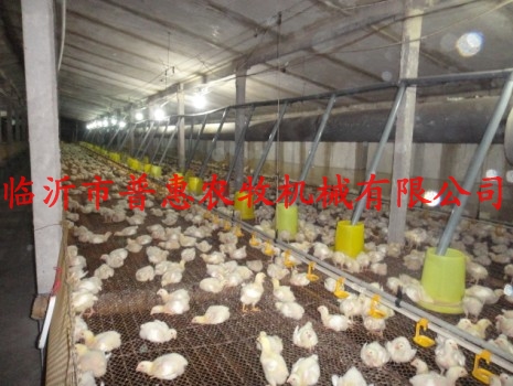 Simple automatic broiler feeding (breeding chickens and ducks GM feed line )