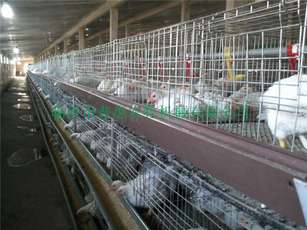 Four layers of meat chicken coop raising automation equipment