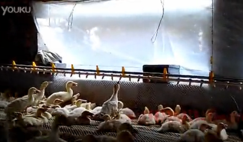 Fermentation bed duck line